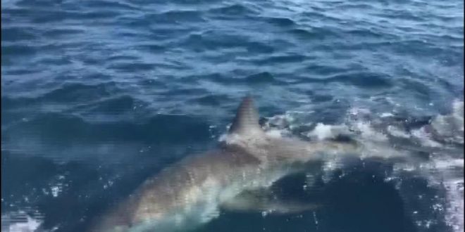 1,000-pound great white shark caught - Zakynthos Informer