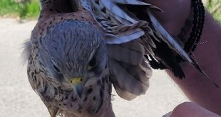 Zakynthos:-  Bird of prey needed help! Who to call? ANIMA…….